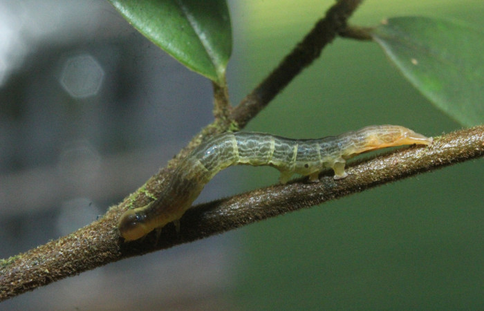 Fig.2. Vista lateral de <i>Mopothila ardalus</i> (Erebidae). En penúltimo estadío. Voucher: 16-SRNP-71891-DHJ733508.jpg