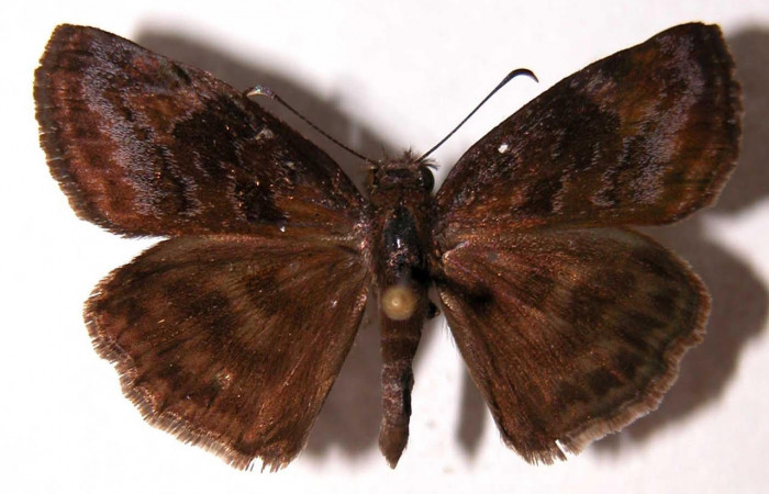 Fig.1 Adulto macho <i>Gesta invisus</i>, mostrando la parte dorsal.Voucher: 93-SRNP-5391-DHJ90094