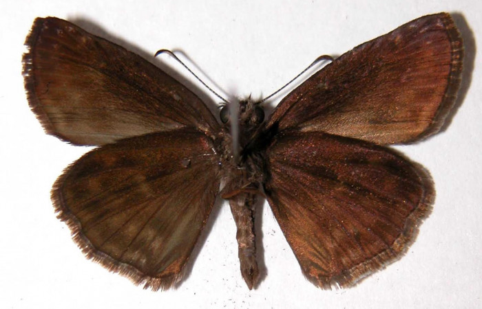 Fig.2 Adulto macho <i>Gesta invisus</i>, mostrando la parte ventral.Voucher: 93-SRNP-5391-DHJ90095