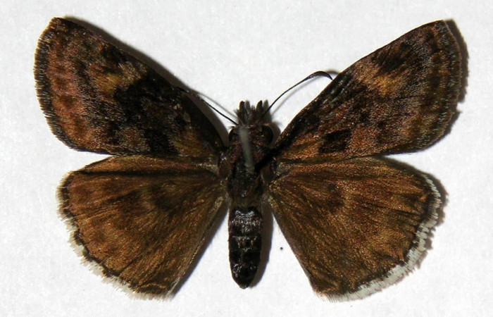 Fig.3 Adulto <i>Gesta invisus</i>, mostrando la parte dorsal.Voucher.04-SRNP-15977-DHJ323366