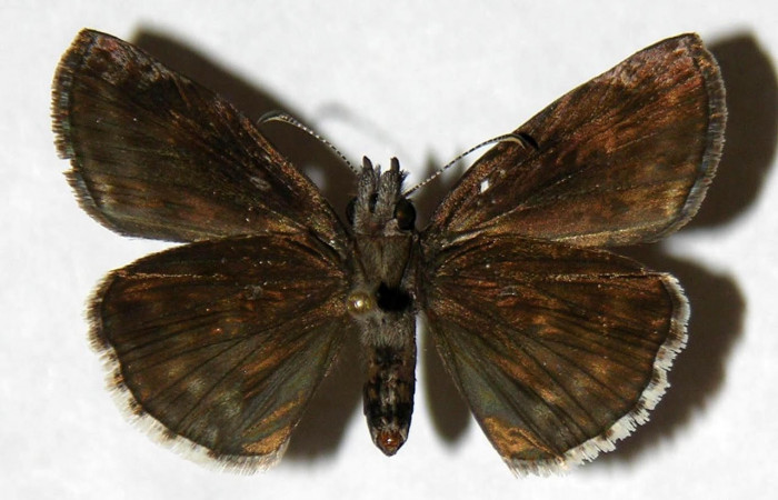 Fig.4 Adulto <i>Gesta invisus</i>, mostrando la parte ventral.Voucher. 04-SRNP-15977-DHJ323367