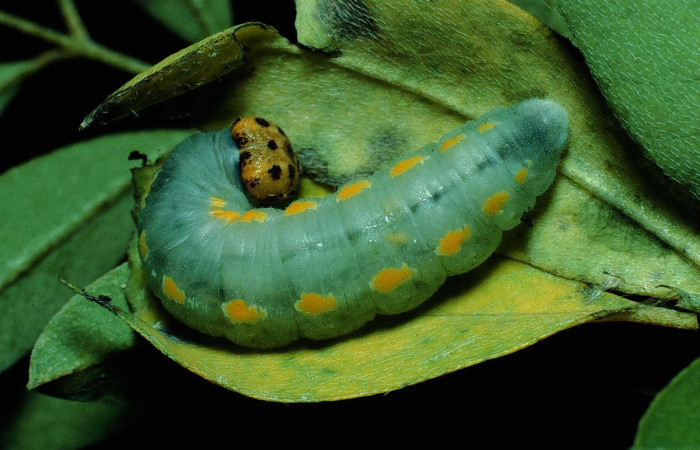 Fig.5 Larva <i>Gesta invisus</i>, mostrando la parte dorsal entero en hoja de <i>Indigofera costaricensis</i>, familia (Fabaceae). Voucher. 90-SRNP-2477-DHJ13666.jpg