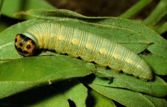 Fig.6 Larva <i>Gesta invisus</i>, mostrando la parte lateral entero en hoja de <i>Indigofera costaricensis</i>, familia (Fabaceae). Voucher. 93-SRNP-4131-DHJ26466.jpg
