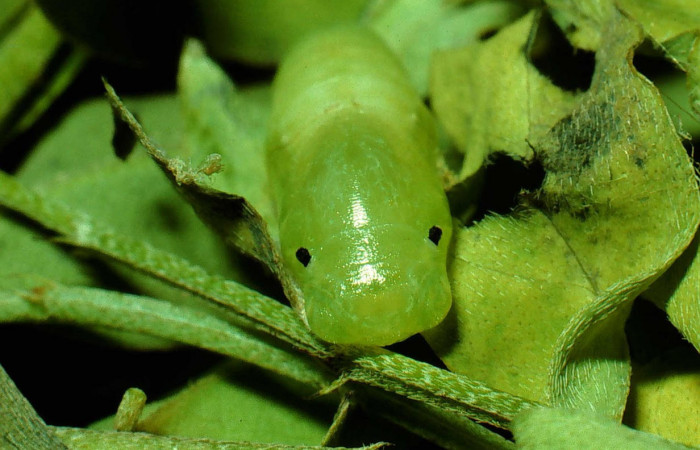 Fig.7  Pupa frontal <i>Gesta invisus</i>, en hoja de <i>Indigofera costaricensis</i>, familia (Fabaceae). Voucher. 93-SRNP-3312-DHJ26464.jpg.