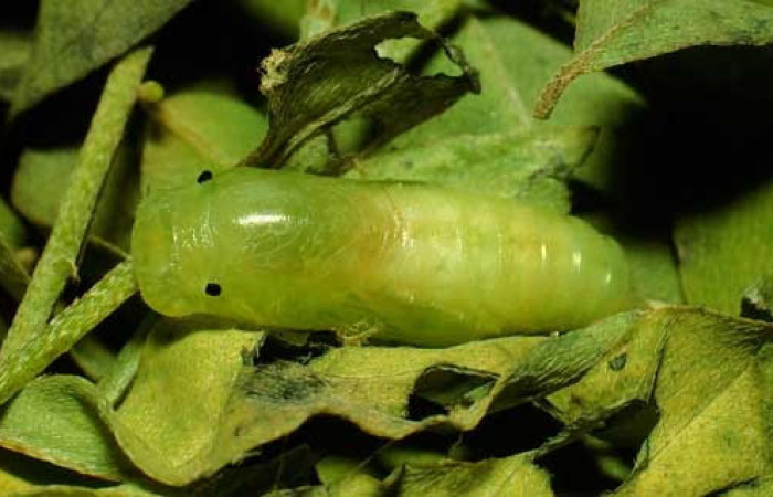 Fig.8  Pupa dorsal entero <i>Gesta invisus</i>, en hoja de <i>Indigofera costaricensis</i>, familia (Fabaceae). Voucher. 93-SRNP-3312-DHJ26465.jpg.