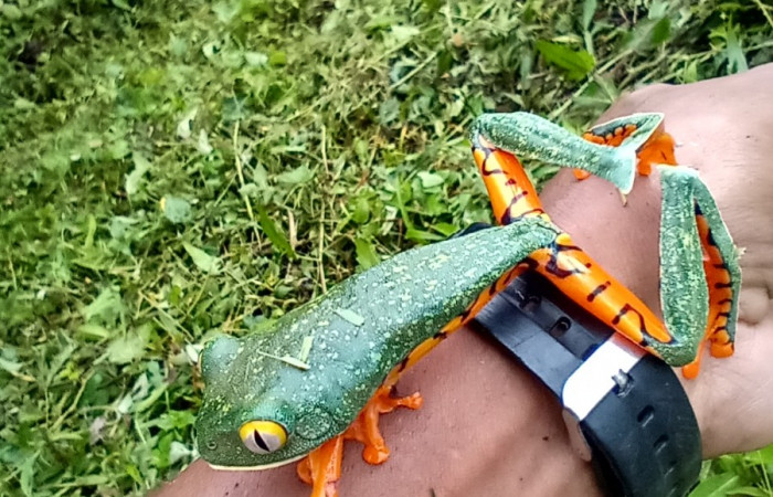 Figura. 2 Habitad  <i>cruziohyla sylvia</i>, (Phyllomedusidae). Area de Conservación Guanacaste. Sector Rincón Rain Forest. Estación Leiva,(elevación 455 metros), observada el 28 de julio 2020. Foto. Jorge Hernández.