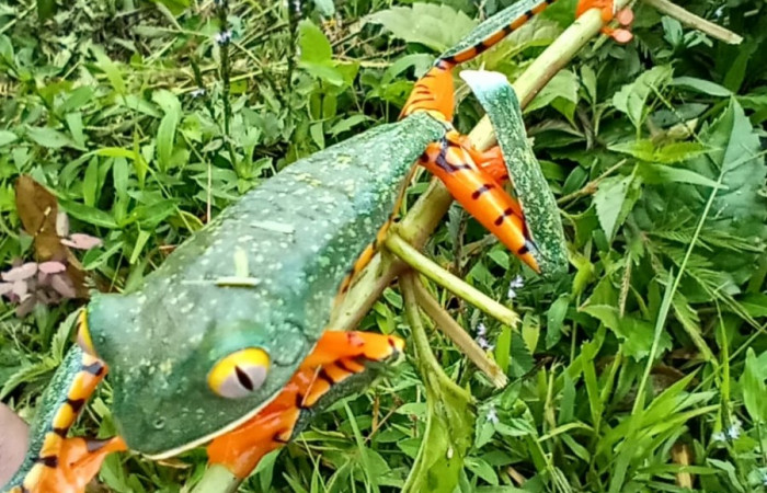 Figura. 3 Vista de frente <i>cruziohyla sylvia</i>, (Phyllomedusidae). Area de Conservación Guanacaste. Sector Rincón Rain Forest. Estación Leiva, (elevación 455 metros), Observada el 28 de julio 2020. Foto. Jorge Hernández.