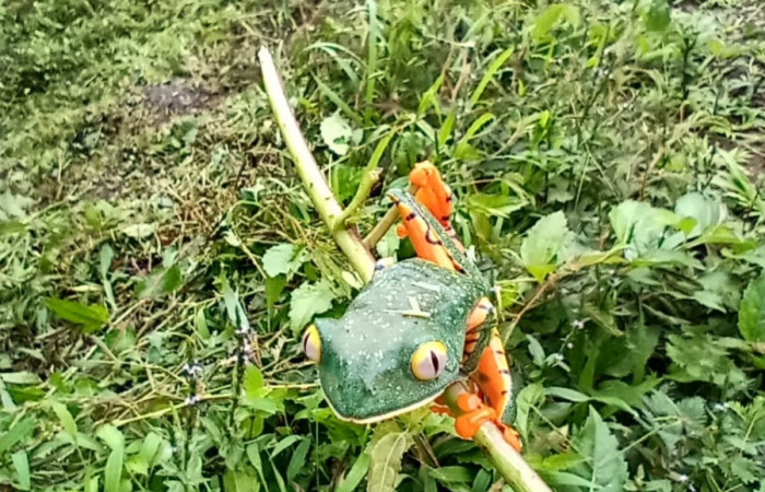 Figura. 6 Vista cabeza <i>cruziohyla sylvia</i>, (Phyllomedusidae). Area de Conservación Guanacaste. Sector Rincón Rain Forest. Estación Leiva, (elevación 455 metros), observada el 28 de julio 2020. Foto. Jorge Hernández.