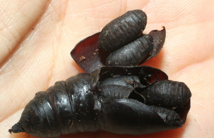 Figura 14. Puparios eclosionados de la familia Tachinidae, <i>Belvosia</i> Woodley08, dentro de restos de pupa Automeris banus. Voucher08-SRNP-36020-DHJ462480.