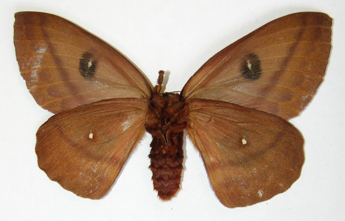 Figura 11. Adulto <i>Automeris silkae</i> familia (Saturniidae): En posición ventral mostrando un puntos en cada las alas anteriores, y en las posteriores tiene dos puntos blancos,  Voucher 09-SRNP-36738-DHJ530927.