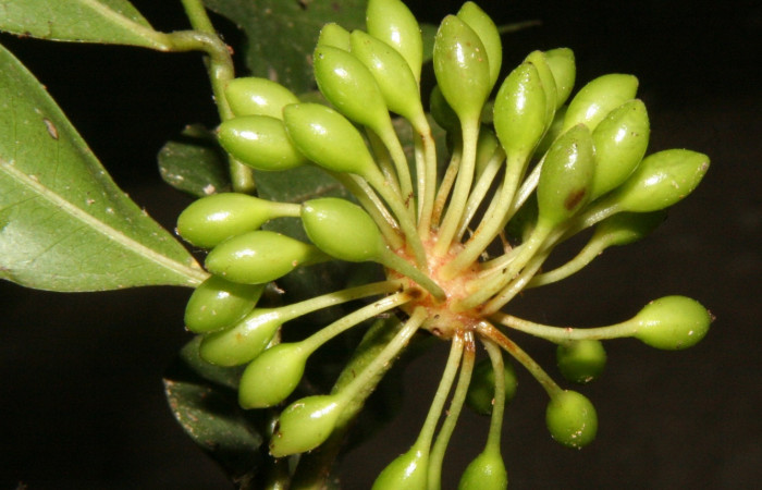 Figura 15. de la planta <i>Guatteria tonduzii</i>  familia (Annonaceae): donde se alimentaba la larva <i>Automeris silkae[i/] foto Adrian Guadamuz.