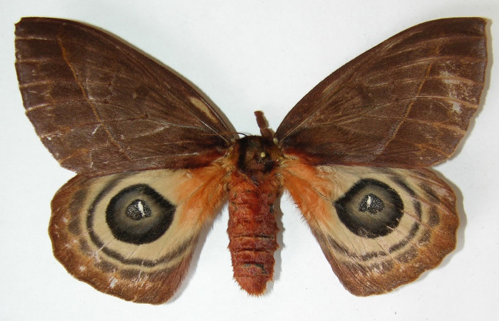 Figura 10. Adulto <i>Automeris silkae</i> familia (Saturniidae): En posición dorsal mostrando dos ojos falsos en las alas posteriores, Voucher 09-SRNP-36738-DHJ530926.