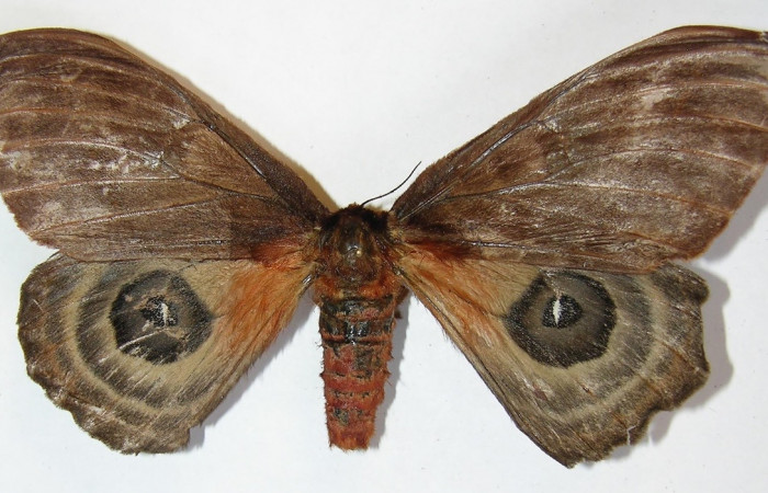 Figura 12. Adulto <i>Automeris silkae</i> familia (Saturniidae): En posición dorsal mostrando dos ojos falsos en las alas posteriores, Voucher 09-SRNP-36743-DHJ530920.