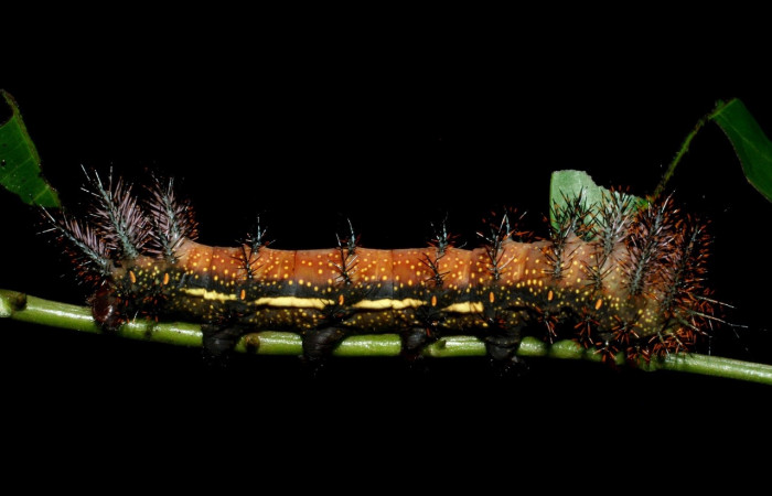 Figura 3. <i>Automeris silkae</i> familia (saturniidae): En posición lateral. Voucher, 09-SRNP-36747-DHJ468078.
