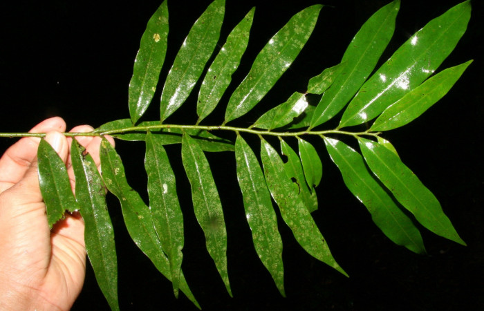 Figura 16. de la planta <i>Guatteria tonduzii</i>  familia (Annonaceae): donde se alimentaba la larva Automeris silkae, foto Adrian Guadamuz.
