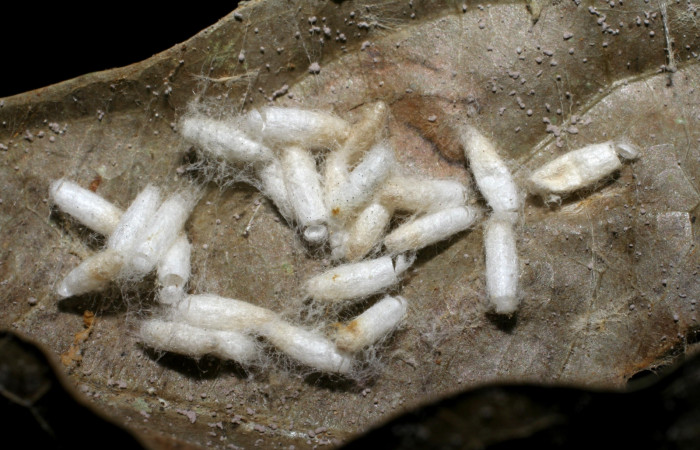 Fig. 10. Capullos de <i>Apanteles </i>carloscastilloiDHJ01 (Braconidae), parásito de <i>Stenoma completella</i> (Depressariidae). Voucher: -05-SRNP-42226-DHJ424499.