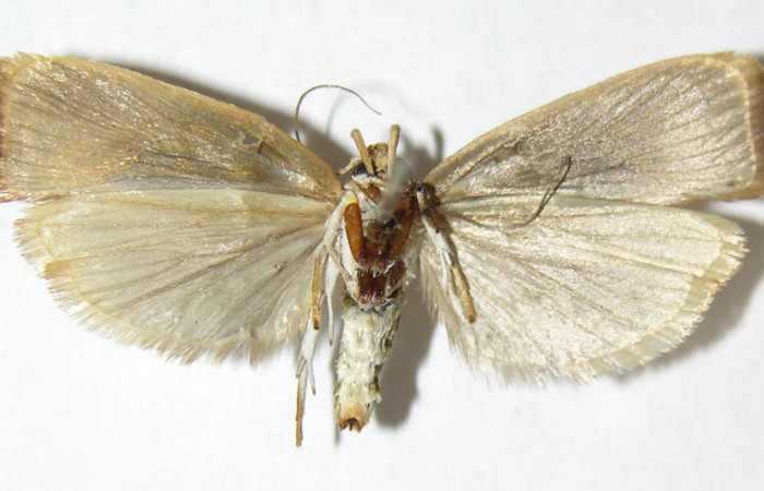 Fig. 18. Envergadura ventral de <i>Stenoma completella</i>. Voucher: 05-SRNP-6222- DHJ343865.