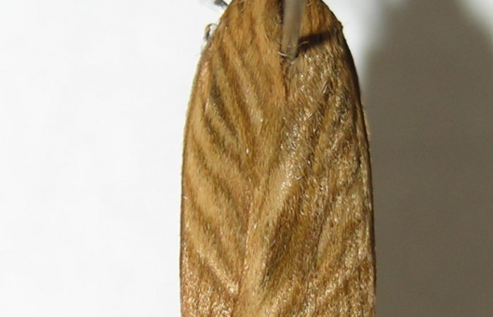 Fig. 15. Vista dorsal de <i>Stenoma completella</i> (Depressaridae). Voucher: 05-SRNP-6226- DHJ343860.