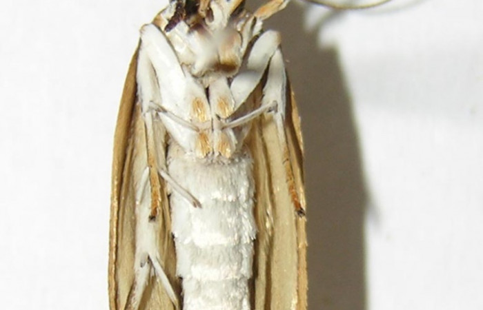 Fig. 16. Vista ventral de <i>Stenoma completella</i> . Voucher: 05-SRNP-6226-DHJ343861.