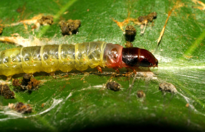 Fig. 4. Larva <i>Stenoma completella</i> (Depressariidae), haciendo su tunel de seda Voucher: 06-SRNP-41109-DHJ414313.