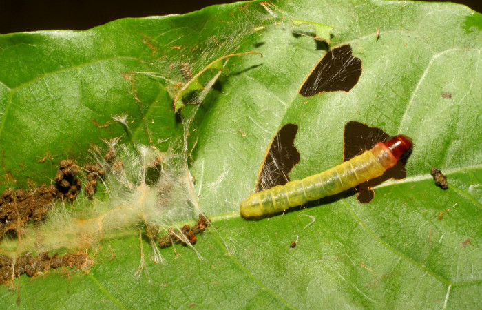 Fig. 7. Larva <i>Stenoma completella</i>, (Depressariidae), en último estadío saliendo de su túnel de protección. Voucher: 06-SRNP-43093- DHJ417167.