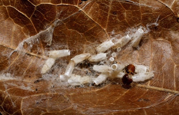 Fig. 11. Exuvias eclosionadas de [I]Apanteles carloscastilloiDHJ01 (Braconidae), parástio de <i>Stenoma completella</i> (Depresariidae). Voucher:-06-SRNP-43093-DHJ425552.