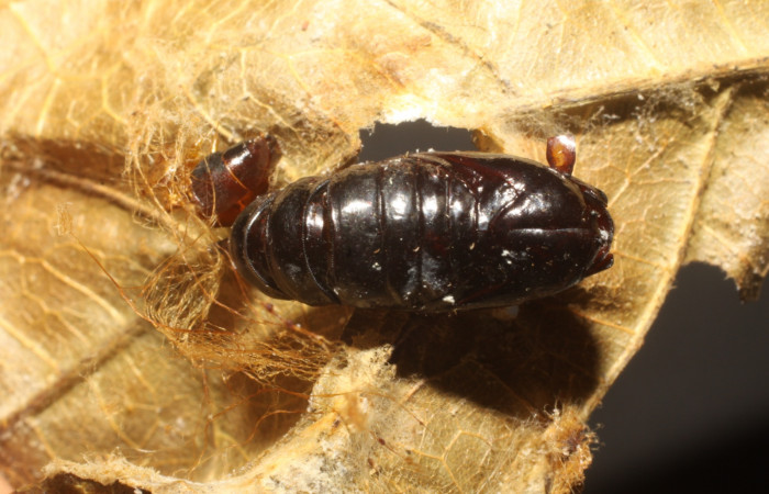 Fig. 8. Pupa de <i>Stenoma completella</i>, (Depressariidae). Voucher: 10-SRNP-42079-DHJ480618.