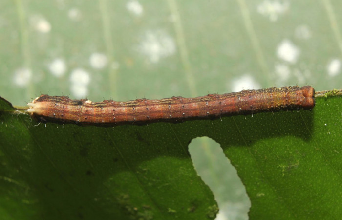 Figura 8. Larva <i>Pyrinia itunaria</i> (Geometridae). Vista dorsal, último estadío. 27 mm. Foto 23 octubre 2018. Voucher: 18-SRNP-71634-DHJ750107.jpg.