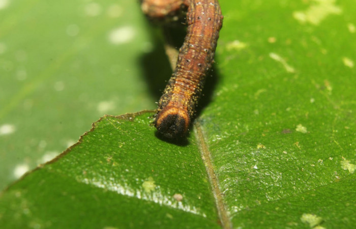 Figura 9. Larva <i>Pyrinia itunaria</i> (Geometridae). Cabeza de frente, último estadío. 27 mm. Foto 23 octubre 2018. Voucher: 18-SRNP-71634-DHJ750111.jpg.