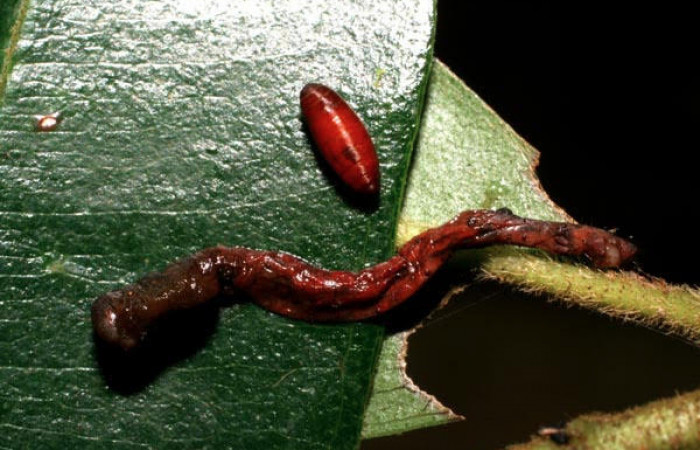 Figura 10. El cadaver de <i>Pyrinia itunaria</i> (Geometridae). Vista dorsal, 17 mm. Parasitada por Tachinidae, subfamilia Tachininae, género <i>Siphona</i> Janzen02, junto al pupario parásito. Foto: 27 enero 2007. Voucher: 07-SRNP-30495-DHJ418606.jpg.