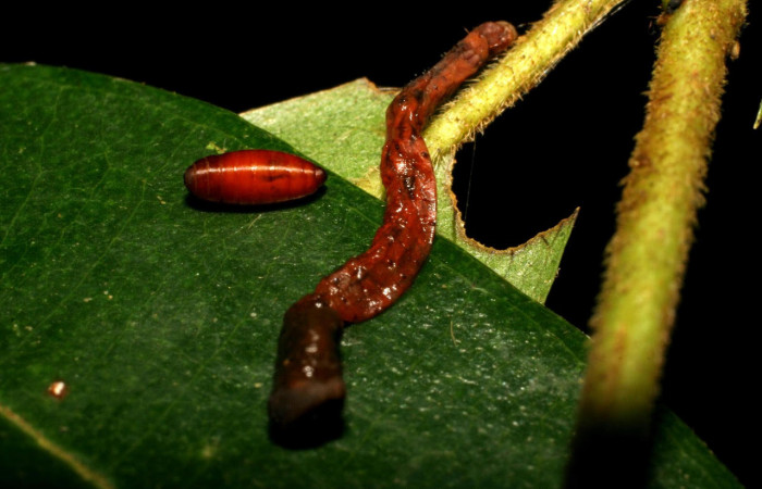 Figura 11. El cadaver de <i>Pyrinia itunaria</i> (Geometridae). Vista dorsal, 17 mm. Parasitada por Tachinidae, subfamilia Tachininae, género <i>Siphona</i> Janzen02, junto al pupario parásito. Foto: 27 enero 2007. Voucher: 07-SRNP-30495-DHJ418607.jpg.
