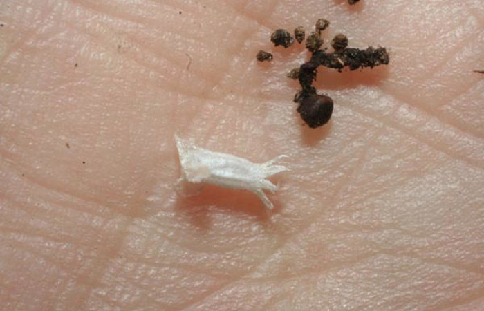 Figura 12. El cadaver de <i>Pyrinia itunaria</i> (Geometridae). Parasitada por Braconidae, subfamilia Microgastrinae, género <i>Glyptapanteles</i> Whitfield54, junto al pupario parásito. Foto: 27 enero 2007. Voucher: 08-SRNP-30253-DHJ462271.jpg.