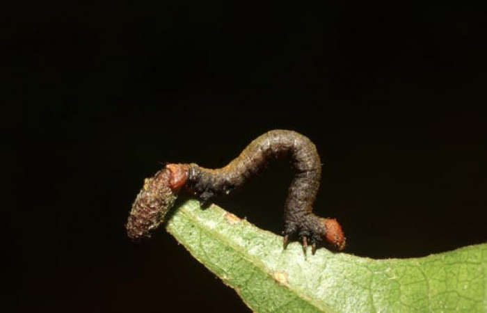 Figura 14. Larva de <i>Pyrinia itunaria</i> (Geometridae). Vista lateral en último estadio, 11 mm. Parasitada por Braconidae, subfamilia Microgastrinae, Genero <i>Glyptapanteles</i> Janzen10, capullo parásito queda pegado a la larva. Foto: 15 junio 2011. Voucher: 11-SRNP-31610-DHJ482527.jpg.