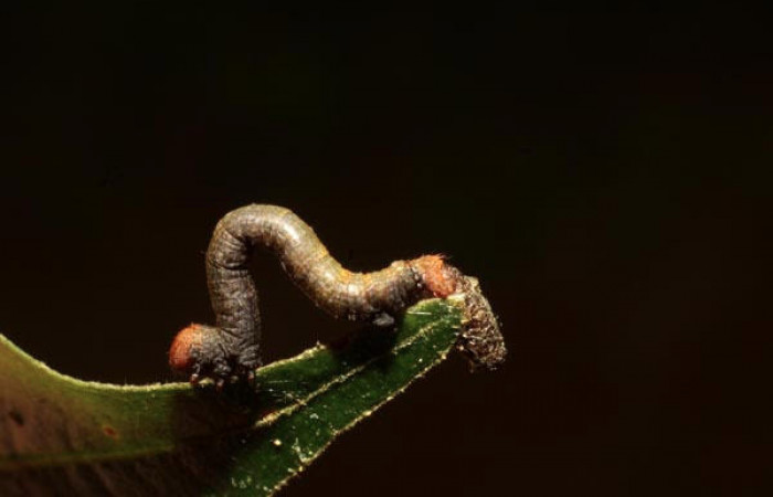 Figura 13. Larva de <i>Pyrinia itunaria</i> (Geometridae). Vista lateral en último estadio, 11 mm. Parasitada por Braconidae, subfamilia Microgastrinae, género <i>Glyptapanteles</i> Janzen10, pupario parásito queda pegado a la larva. Foto: 15 junio 2011. Voucher: 11-SRNP-31610-DHJ482529.jpg.