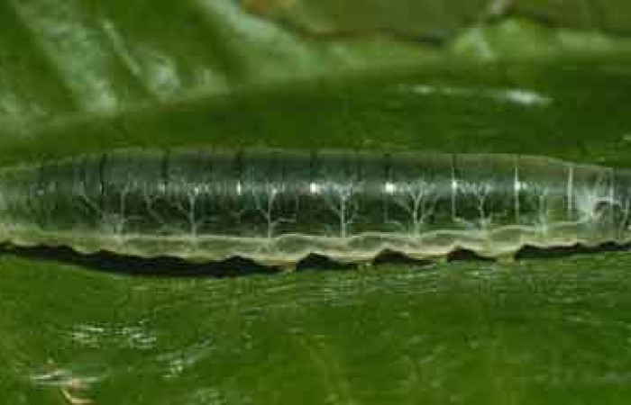 Figura 4. <i>Quadrus contubernalis</i> (Hesperiidae), penúltimo estadio, posición lateral.  Sector San Cristóbal, Sendero Corredor. Voucher 00-SRNP-12602-DHJ55458.jpg.