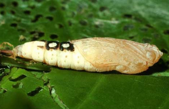 Figura 10. Pupa de <i>Quadrus contubernalis</i> (Hesperiidae), posición ventral. Sector San Cristóbal, Sendero Perdido. Voucher 01-SRNP-2577-DHJ62766.jpg.