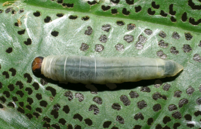 Figura 5. <i>Quadrus contubernalis</i> (Hesperiidae), último estadio.  Sector San Cristóbal, Tajo Angeles. Voucher 08-SRNP-6036-DHJ445053.jpg.