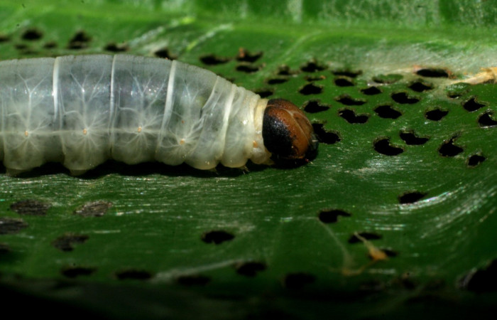 Figura 7. <i>Quadrus contubernalis</i> (Hesperiidae), último estadio, posición lateral. Sector San Cristóbal, Tajo Angeles. Voucher 08-SRNP-6036-DHJ445058.jpg.