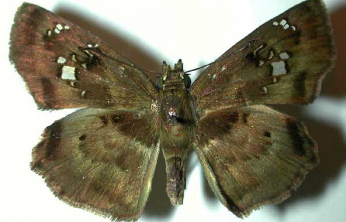 Figura 16. Adulto <i>Quadrus lugubris</i> (Hesperiidae), vista dorsal. Voucher 98-SRNP-10839-DHJ32042.jpg.