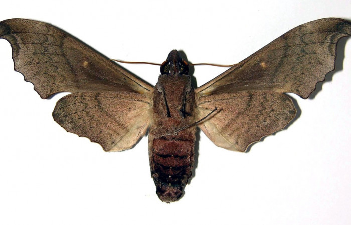 Fig. 04. Hembra <i>Madoryx oiclus</i>, vista ventral, 87mm de longitud. Voucher: 98-SRNP-9742-DHJ96157.jpg.