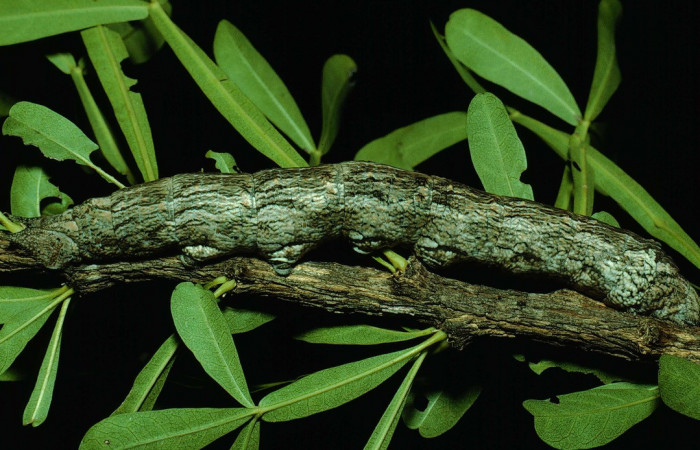 Fig. 06. Larva <i>Madoryx oiclus</i>, vista lateral, 110mm de longitud, último estadío. Voucher: 90-SRNP-2708-DHJ13856.jpg.