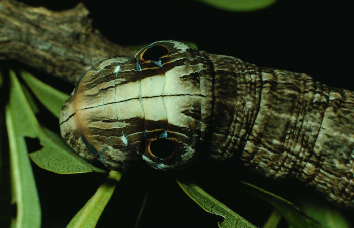 Fig. 08. Larva <i>Madoryx oiclus</i>, acercamiento frontal de la cabeza, 110mm de longitud, último estadío. Voucher: 90-SRNP-2708-DHJ13878.jpg.