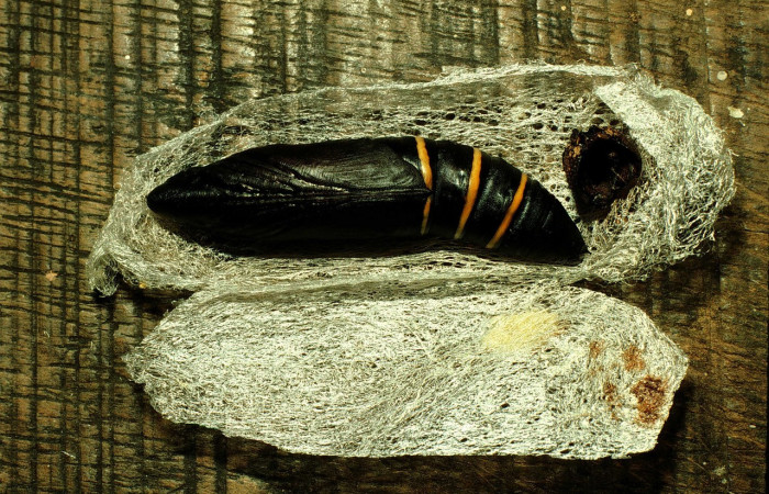 Fig. 09. Pupa <i>Madoryx oiclus</i>, vista ventral de pupa, 65mm de longitud. Voucher: 98-SRNP-9742-DHJ46967.jpg.
