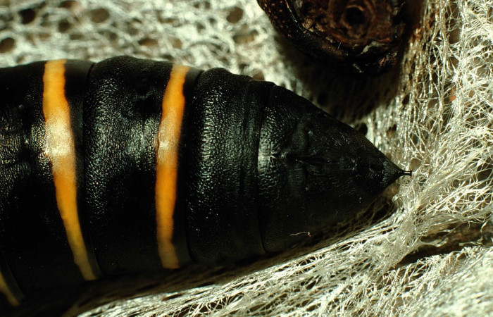 Fig. 10. Pupa <i>Madoryx oiclus</i>, acercamiento lateral trasero, 65mm de longitud. Voucher: 98-SRNP-9742-DHJ46956.jpg.