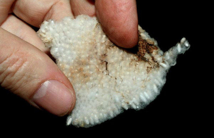 Fig. 12. Capullos <i>Cotesia</i>Whitfield16 (Braconidae) parásitos de <i>Madoryx oiclus</i>. Voucher: 12.08-SRNP-55733-DHJ462552.jpg.