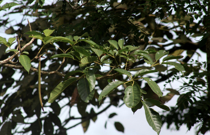 Fig.13. Rama <i>Tabebuia rosea</i> (Bignoniaceae), planta hospedera de <i>Madoryx oiclus</i> (Sphingidae), Abril 2021. Area Conservación Guanacaste, Costa Rica.