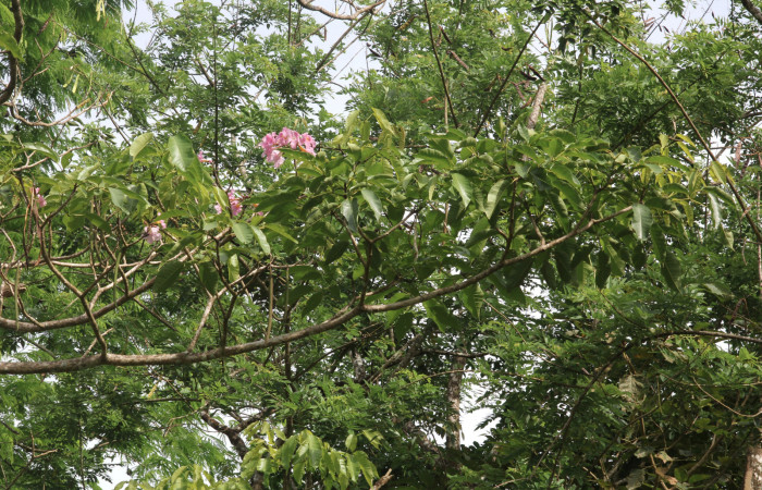 Fig.16. Rama <i>Tabebuia rosea</i> (Bignoniaceae), planta hospedera de <i>Madoryx oiclus</i> (Sphingidae), Abril 2021. Area Conservación Guanacaste, Costa Rica. 