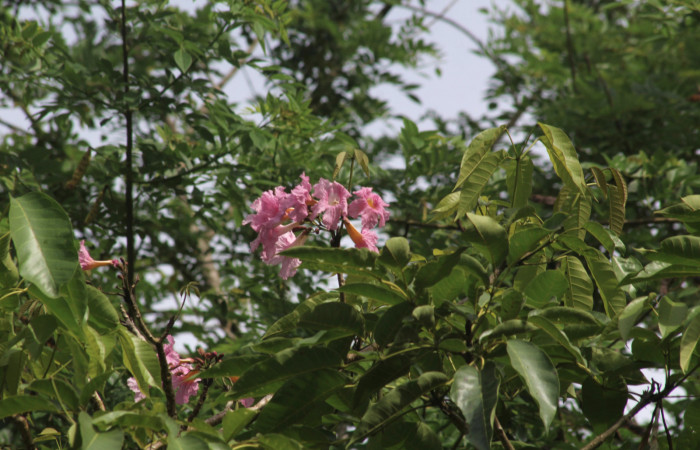 Fig.17. Rama <i>Tabebuia rosea</i> (Bignoniaceae), planta hospedera de <i>Madoryx oiclus</i> (Sphingidae), Abril 2021. Area Conservación Guanacaste, Costa Rica. 