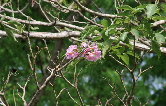 Fig.18. Rama <i>Tabebuia rosea</i> (Bignoniaceae), planta hospedera de <i>Madoryx oiclus</i> (Sphingidae), Abril 2021. Area Conservación Guanacaste, Costa Rica. 