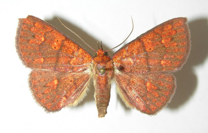 Fig.11  Adulto <i>Antiblemma agnita</i> dorsal. Hembra. Voucher:  06-SRNP-2592-DHJ344848.jpg